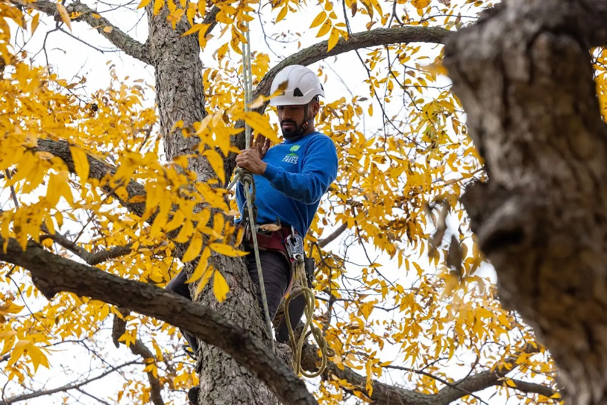 Skilled Emergency Tree Service crew working in Linton
