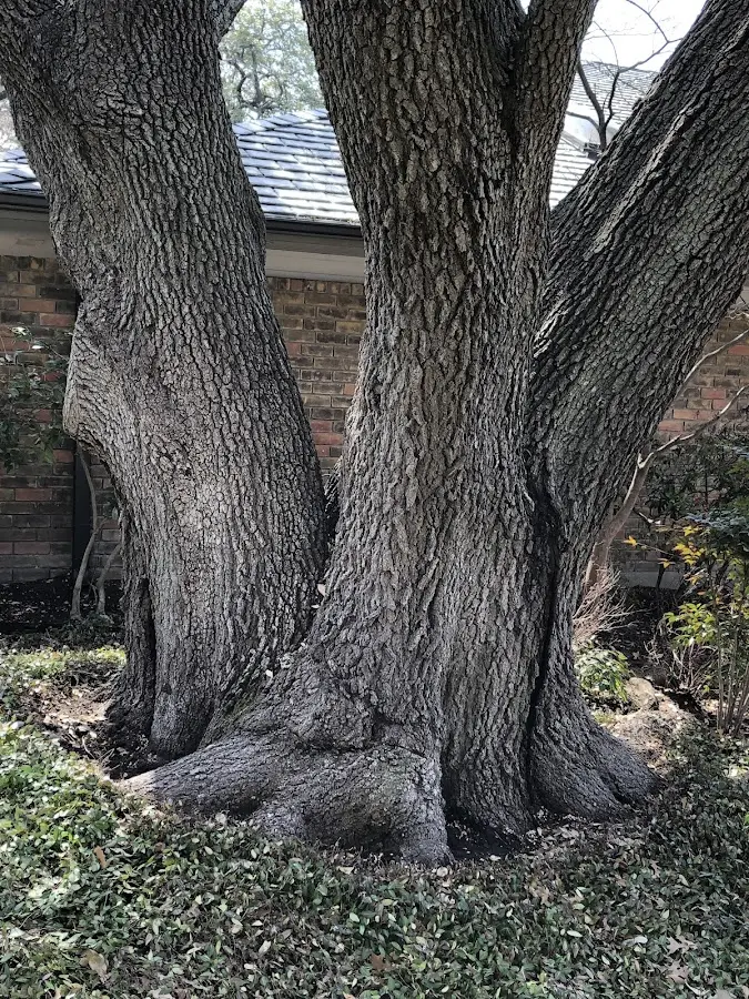 Mature heritage tree close to a Linton property cared for by certified arborists